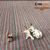 BELLİNİ KARO HALI